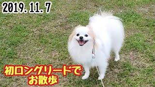 【ポメラニアン ライト】犬のロングリードでお散歩【Pomeranian raito】I took a walk with my first long lead dog