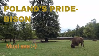 Poland's Pride-European Bison|Our trip to Białowieża| Part 1