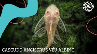 Cascudo Ancistrus Albino Véu