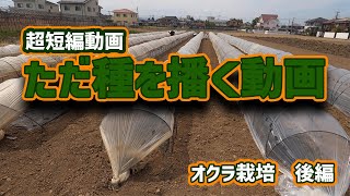 オクラの種をただ播く超短編動画