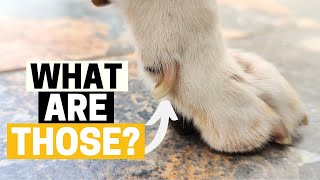 Dog Dewclaws: What and Why are they?