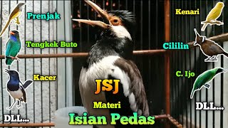 Suara Jalak Suren MATERI Full Isian MEWAH \u0026 PEDAS Buat Pancingan Jalak Kurang Gacor \u0026 Macet Bunyi