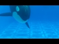 playful orcas