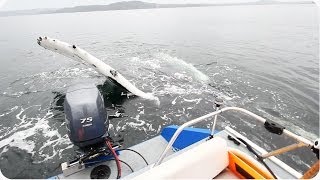 Friendly Curious Humpback Whale Waves Hello!