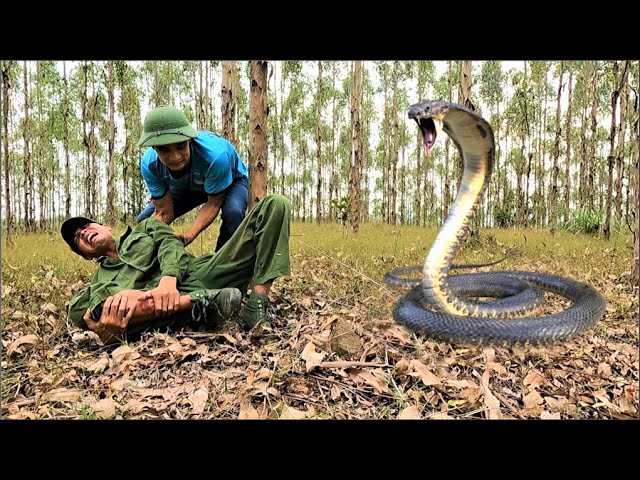 King Cobra Snake Attack