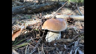 BOLETUS EDULIS EN SORIA 28-09-2018, PINUS SYLVESTRIS (Parte 2)