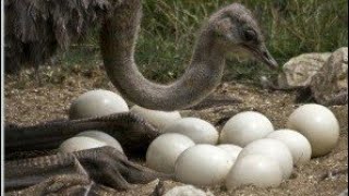 Ostrich Laying Eggs and Hatching Baby | By Animals Planet