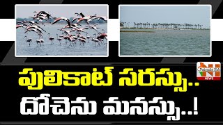 Special Story On Pulicat Lake | Flamingo Birds | Nellore District | Nationalist Hub News