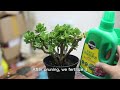 how to prune kalanchoe the gardener teaches you practice shows the pruning process