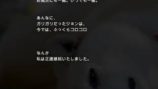 泣ける話柴犬　ゴロー