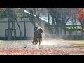 ノースポールステイブル2022　新馬【宝君】の初馬橇