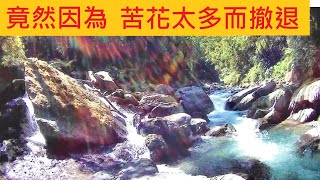 竟然因為 苦花太多而撤退 @花120分抵達秘境 颱風過後全變樣