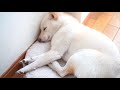 【激ゆる】永遠気持ちいい顔の犬🐶　白豆柴まめたvlog＃019