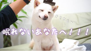 【激ゆる】永遠気持ちいい顔の犬🐶　白豆柴まめたVLOG＃019