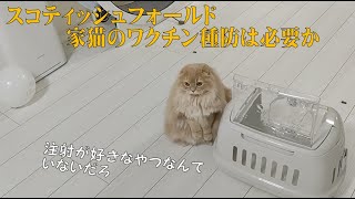 スコティッシュフォールド 家猫のワクチン接種は必要か（2023,12,25）