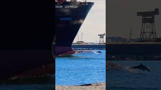 #Dolphins On #ship #containership #waves #amazing #sea #epic #wow