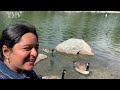 🦆fun day 📸 at prince island park🌲 calgary downtown 🇨🇦 canadamalayalamvlog calgary vlog