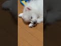 スピッツの赤ちゃん成長記録🐶♯日本スピッツ こいぬ 赤ちゃん かわちい dog cute pet 生後3ヶ月 スピッツ ♯渚