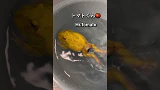 #frog #カエル #ペット動画 #爬虫類 #クラウンウェルツノガエル #ベルツノガエル #可愛い #泳ぎ方#バジェットガエル