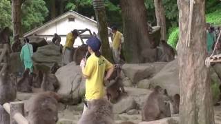 高崎山のお猿の芋取り競争B郡