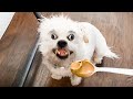 Best Funny Dog Videos 🐾😂 - Cutest and Funniest Moments 🎥🐕