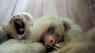 Saving the Sloths Takes a Village