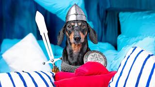 The Lord of the Pillow Fort! Cute \u0026 funny dachshund dog video!