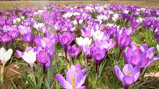 Hoa nghệ tây bung lụa| Crocus sativus