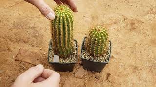 Cactus Unboxing: Trichocereus shaferi F2 hybrid by the Hofer family! Echinopsis