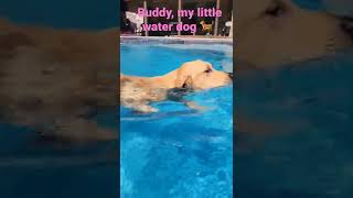 My Golden Retriever loves  to swim. #swimmingdog #cute golden retriever