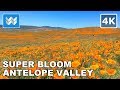 SUPER BLOOM IS ALMOST GONE at Antelope Valley California Poppy Reserve 2019 Walk Tour 🎧 【4K】