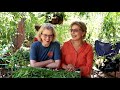 harvesting lemon verbena mint for tea fan visit