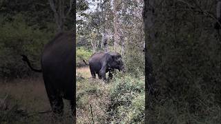 🐘🥹കാലൊടിഞ്ഞ ആനയ്ക്ക് കൂട്ടായി മറ്റൊരാളെ കണ്ടോ | Handicapped Elephant | Wildlife Bandipur Forest Road