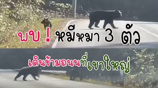 พบ ! หมีหมา 3 ตัว เดินข้ามถนนเขาใหญ่