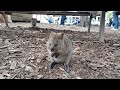 🇦🇺 Cutest Baby Quokka on Rottnest Island Perth