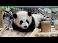 眠くなっちゃった彩浜🌈 可愛い天使の寝顔🐼 アドベンチャーワールド4k🐼