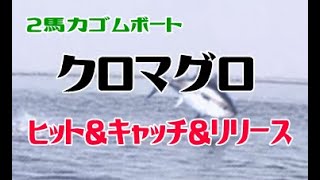 【北海道釣り】ゴムボートでクロマグロ６連発