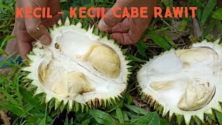 Cari Buah Durian Di kebun || weekend jadi Bolang