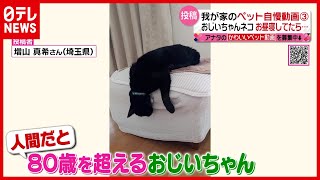 昼寝する“おじいちゃん”ネコに襲った悲劇…動物たちの“決定的瞬間”！（2021年4月21日放送「news every.」より）