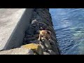 猫の喧嘩、まさかの結末【cat fight in japan s cat island】