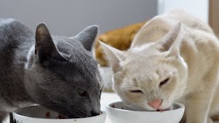 咀嚼音でハーモニーを奏でる猫さん