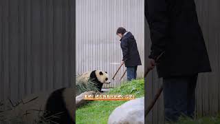 24.12臥龍神樹坪～員工通道出入自由的賢賢崽\u0026蕊蕊崽！ #giantpanda #大熊貓 #cute #大熊猫 #熊猫宝宝 #greatpanda #熊猫 #funny