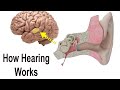 Normal Hearing & Sound Perception - How It All Works