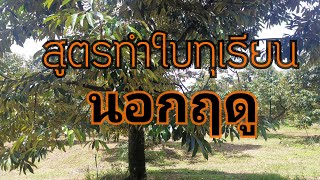 ตอนที่65 การทำใบทุเรียนหลังเก็บเกี่ยว​