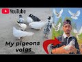 My pigeons volgs 🕊️❤️ kabutar ki video 💕🕊️ my New pigeon video💕🕊️ #goodpigeon #bird #kabootar #love