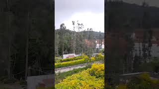 kodaikkanal Rose Garden! #rose #kodaikanal #kodaikanalplaces #shorts #rosegarden