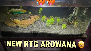 Buying new rtg arowana from Indonesia 🤩😂