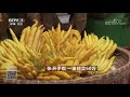 【fortune bible】20180104 cctv agriculture