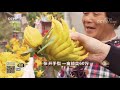 【fortune bible】20180104 cctv agriculture