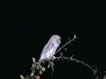 southern african birds pearl spotted owl calling